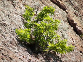 СТАИ ЗА ГОСТИ "НЕВЕНА"