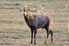 Горски дом Узана