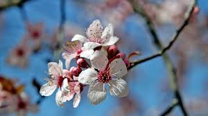 СЕМЕЕН ХОТЕЛ "КЕНТАВЪР"