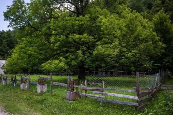  ЯВОРОВА ЛЪКА