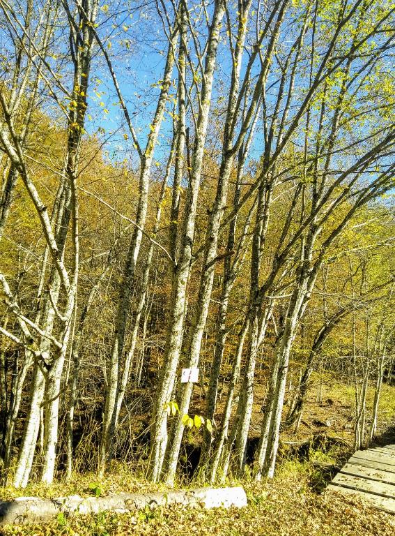  ЯВОРОВА ЛЪКА