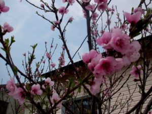 Къща за гости УПИ II-734