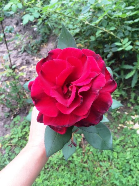 БОРИСОВАТА