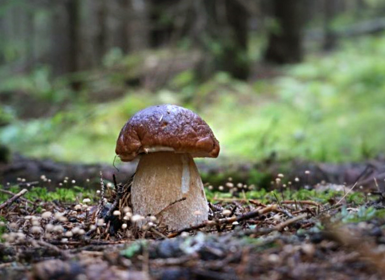 КЪЩА ЗА ГОСТИ "БАЛКАНСКИ РАЙ"