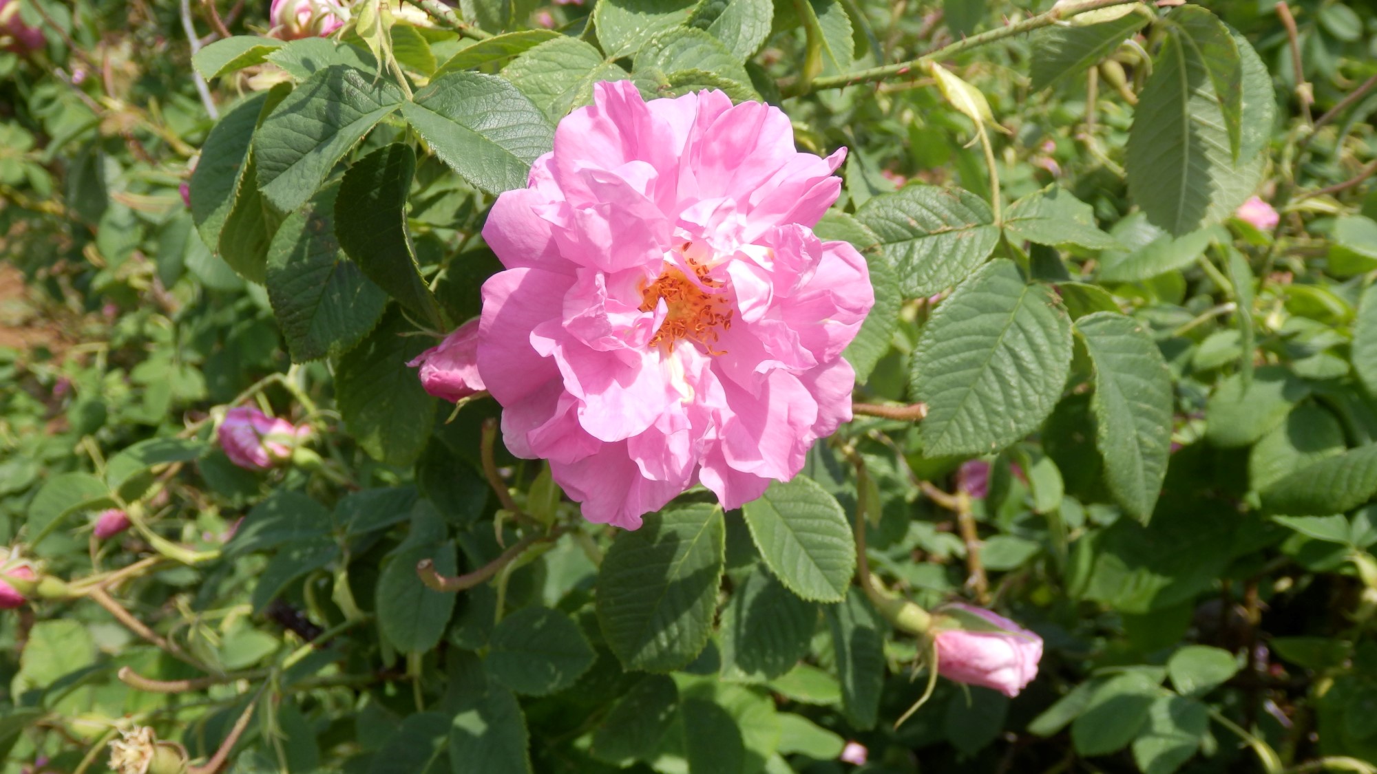 СЕМЕЕН ХОТЕЛ "РОЗА"