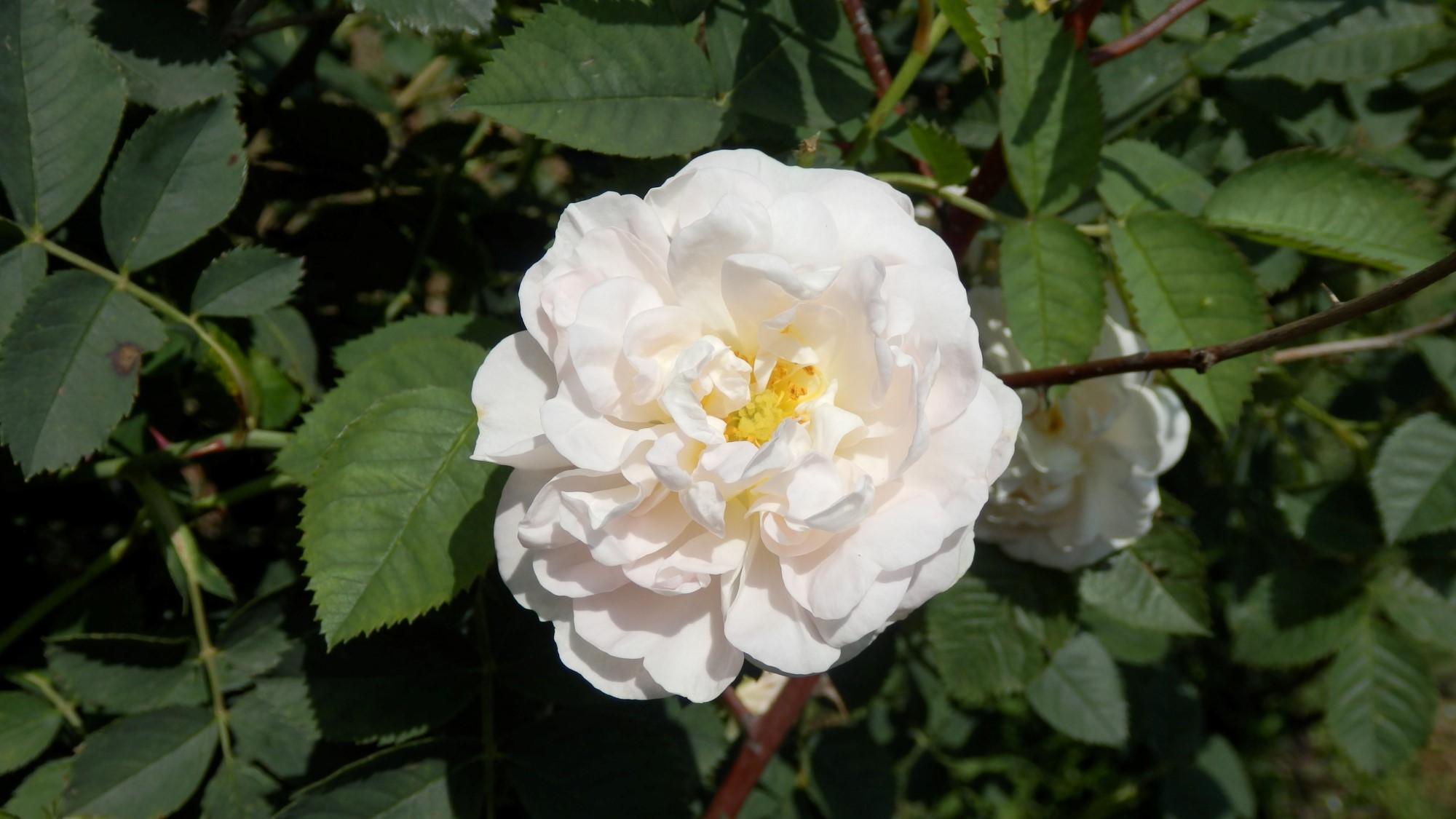 СЕМЕЕН ХОТЕЛ "РОЗА"