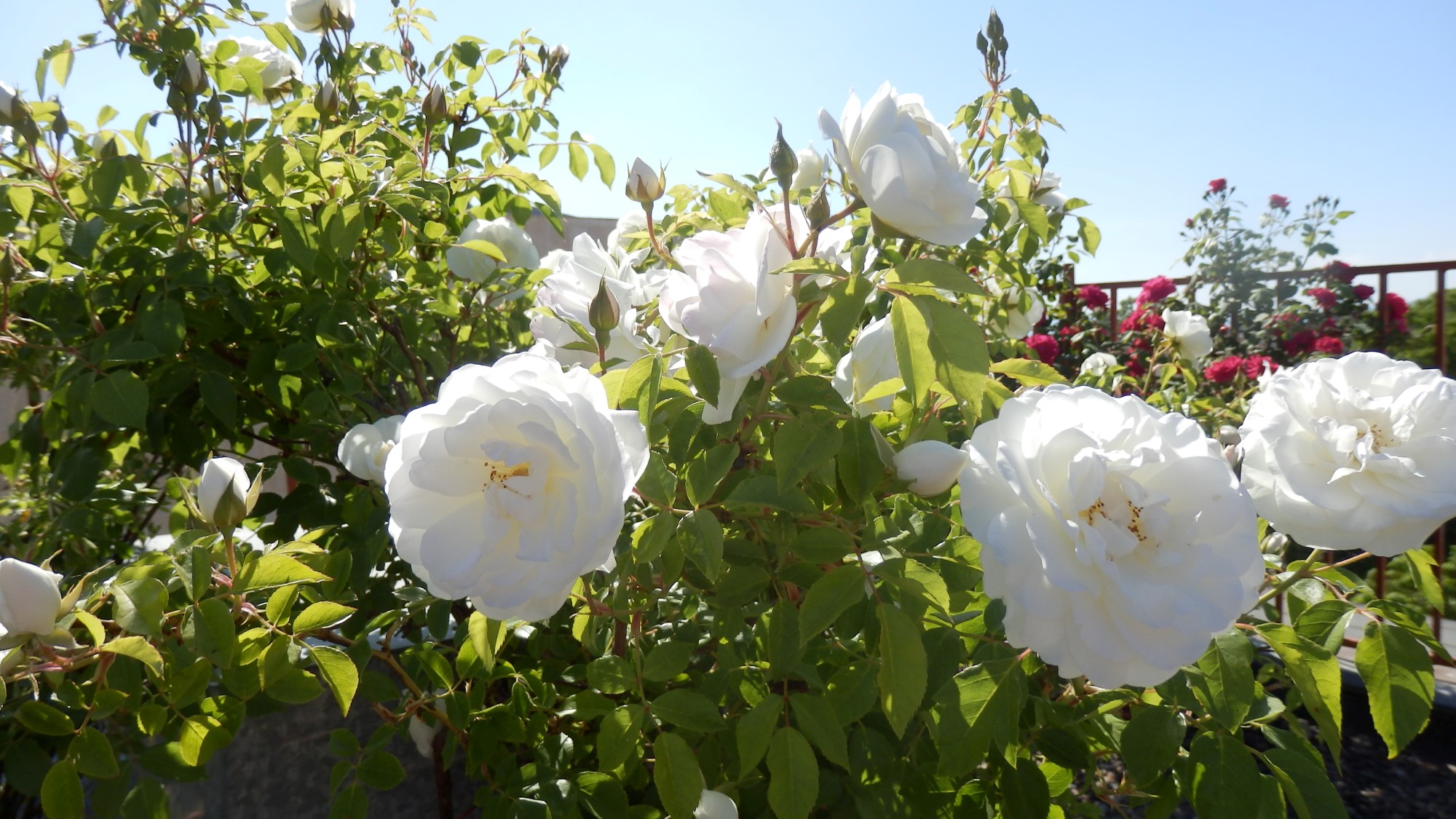 СЕМЕЕН ХОТЕЛ "РОЗА"