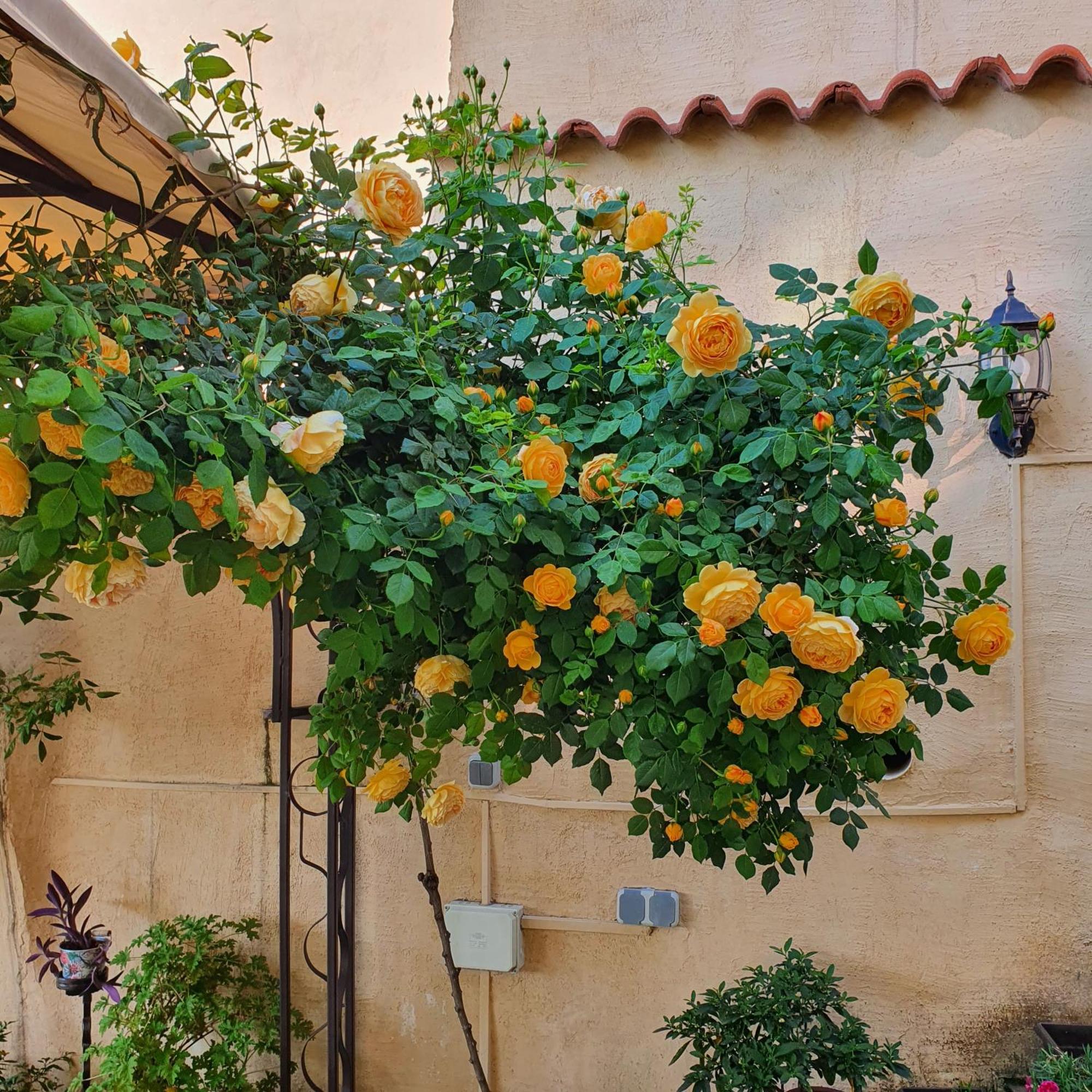 " КЪЩА ГУРКОВ"